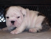 Male  Female English Bulldog Puppies Available